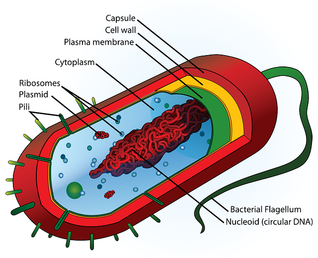 Schema einer Bakterienzelle